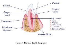 canine dental health-1.jpg