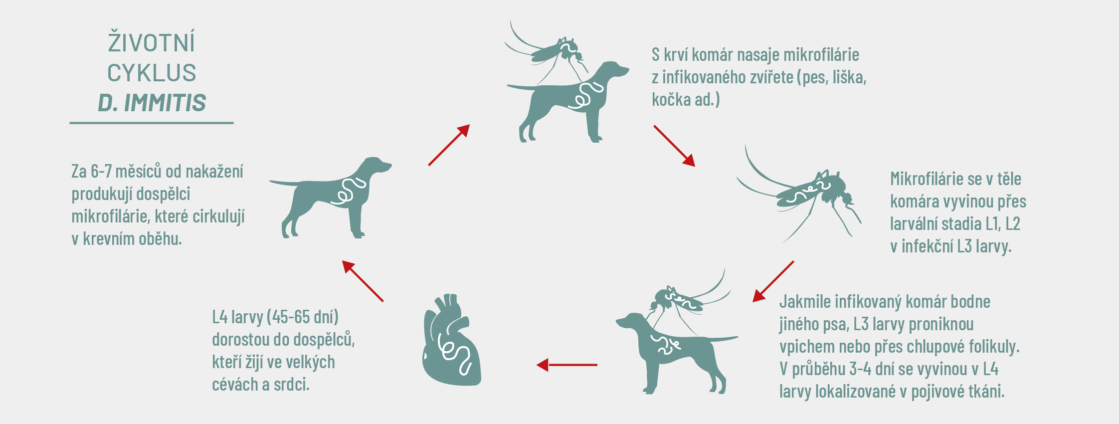 Životní cysklus d.immiti